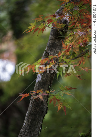 Autumn leaves Autumn leaves 45804871