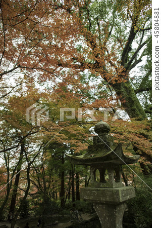 Autumn leaves Autumn leaves 45804881