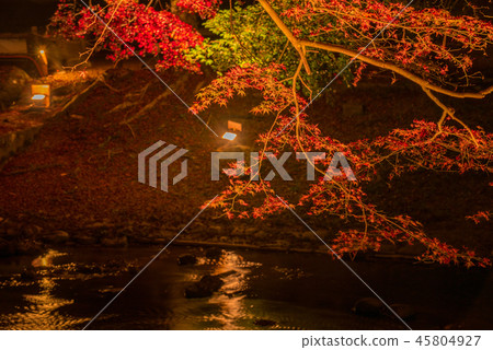 Autumn leaves in Iwayado Park (light up) 45804927