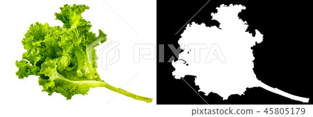 Bunch of lettuce leaves on without background Bunch of lettuce leaves on without background 45805179