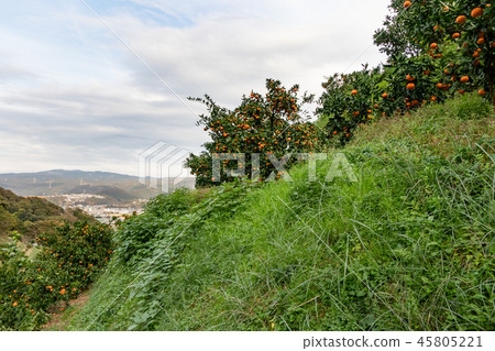 Tangerine plantation 45805221