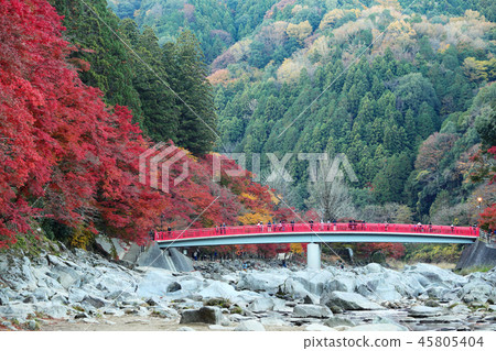 Autumn leaves in Kaarashii 2018 45805404