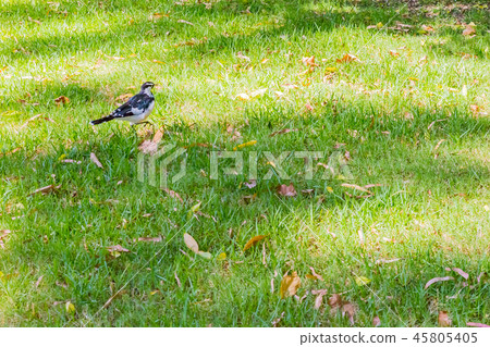 Tsuchisoguri Tsuchisoguri 45805405