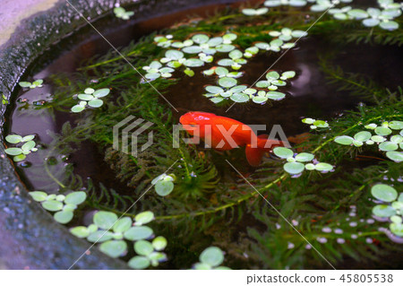 金魚·賞析·碗·水·游泳 金魚·賞析·碗·水·游泳 45805538