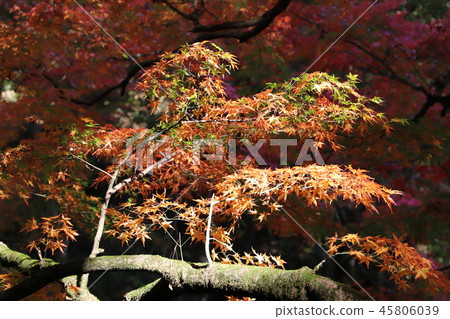 Autumn leaves with green leaves 45806039