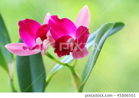 Cattleya Petit Petit小丑 45806501