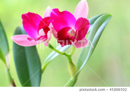 Cattleya Petit Petit小丑 45806502
