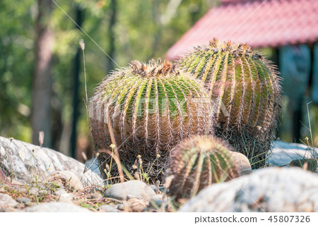 台灣寄居棕櫚植物肉質金魚金魚仙人掌仙人掌仙人掌tanik 45807326