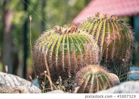 台灣寄居棕櫚植物肉質金魚金魚仙人掌仙人掌仙人掌tanik 45807329