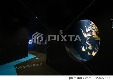 Tsuruoka City Yamagata Prefecture Kamo Aquarium Tsuruoka City Yamagata Prefecture Kamo Aquarium 45807447