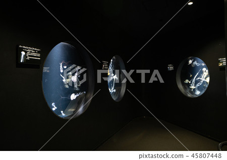 鶴岡市山形縣Kamo水族館 45807448