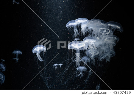 Amaga Sakurage Tsuruga City Yamagata Prefecture Kamo Aquarium Amaga Sakurage Tsuruga City Yamagata Prefecture Kamo Aquarium 45807459
