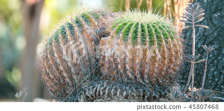 台灣寄居棕櫚植物肉質金魚金魚仙人掌仙人掌仙人掌tanik 45807468