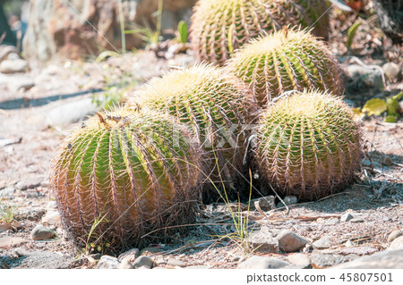 台灣寄居棕櫚植物肉質金魚金魚仙人掌仙人掌仙人掌tanik 45807501