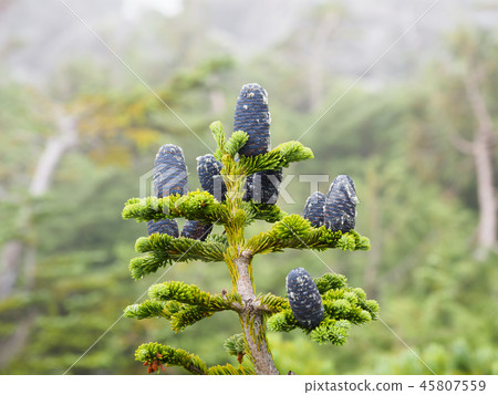 Oshirabiso的針葉果實 45807559