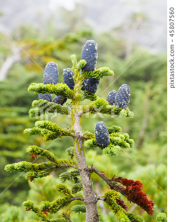 Oshirabiso的針葉果實 45807560