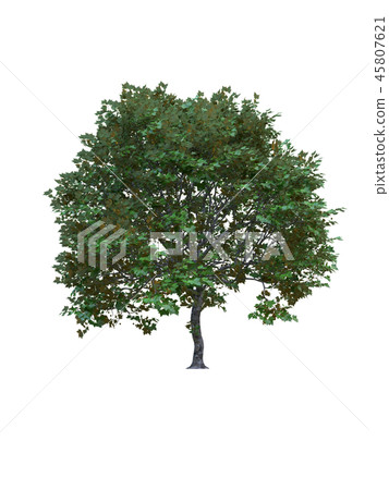 Tree isolated on white with clipping path. Tree isolated on white with clipping path. 45807621