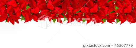 Poinsettia border Christmas red flower Poinsettia border Christmas red flower 45807779