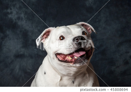 Staffordshire Bull Terrier Staffordshire Bull Terrier 45808694