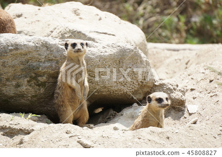 meerkat  45808827