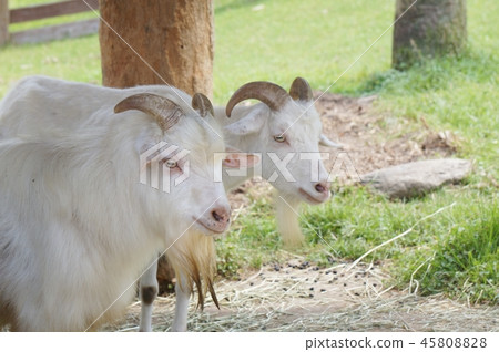 山羊 45808828