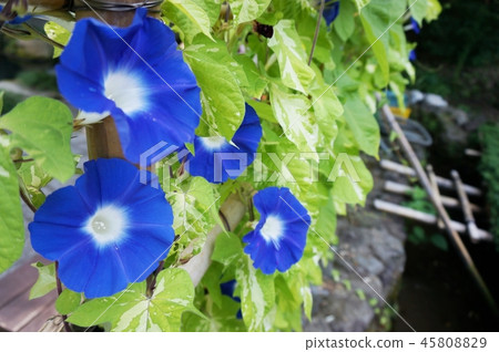 喇叭花 45808829