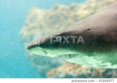 A shark with a bared teeth. A shark with a bared teeth. 45808977