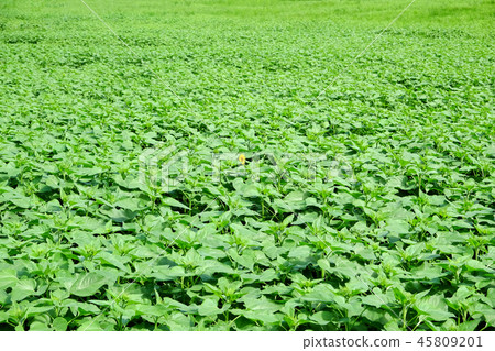 One sunflower in the green One sunflower in the green 45809201