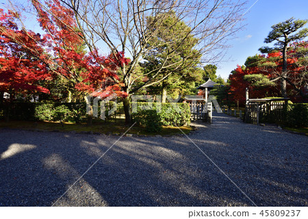 Myokohomon trace of autumn leaves Myokohomon trace of autumn leaves 45809237