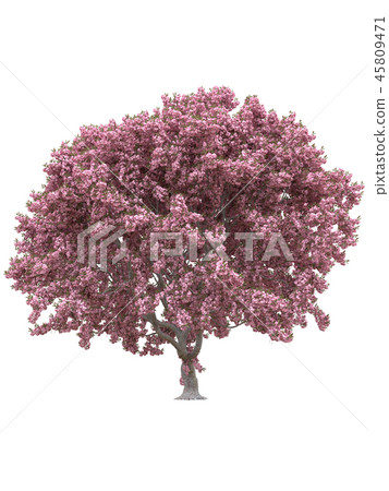 Pink sakura japanese tree, cherry blossom Pink sakura japanese tree, cherry blossom 45809471