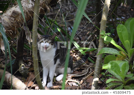 Intimidating cat 45809475