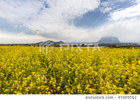 濟州島旅遊 45809562