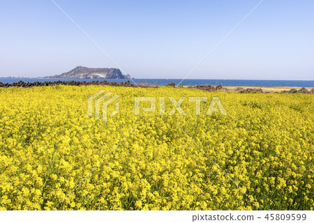 Jeju Island Travel Jeju Island Travel 45809599