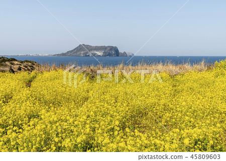 濟州島旅遊 45809603