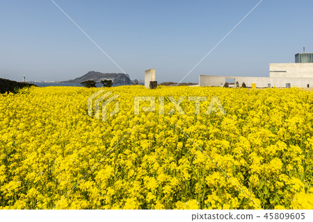 濟州島旅遊 濟州島旅遊 45809605