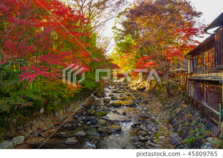 Shuzenji Autumn leaves 45809765