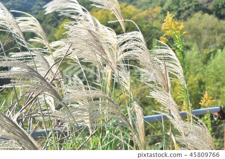 Miscanthus Miscanthus 45809766