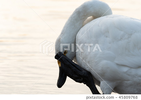 Tundra swan Tundra swan 45809768