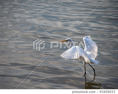 Birds at riverside 45809833