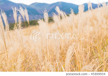 [Kanagawa Prefecture] Sengokuhara 45809934