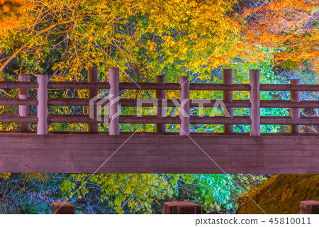 Autumn leaves in Iwayado Park (light up) 45810011