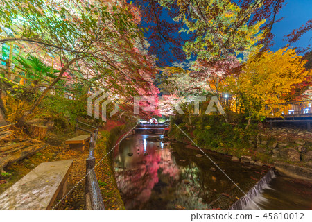 Autumn leaves in Iwayado Park (light up) 45810012