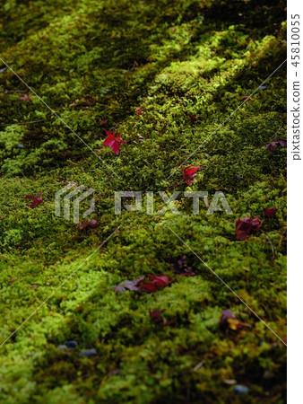 Small fall Small fall 45810055
