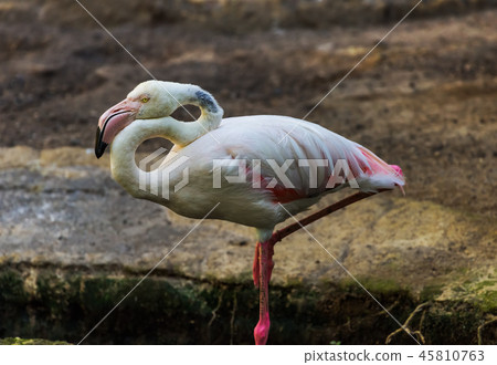 Flamingo bird in Bali Island Indonesia Flamingo bird in Bali Island Indonesia 45810763