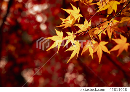 Autumn leaves 45811028