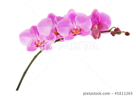 Purple Phalaenopsis orchid flowers isolated Purple Phalaenopsis orchid flowers isolated 45811265