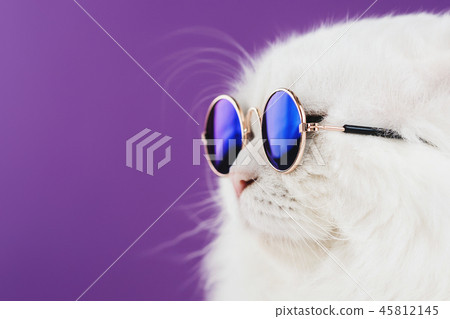 Close portrait of white furry cat in fashion sunglasses. Studio photo. Luxurious domestic kitty in Close portrait of white furry cat in fashion sunglasses. Studio photo. Luxurious domestic kitty in 45812145