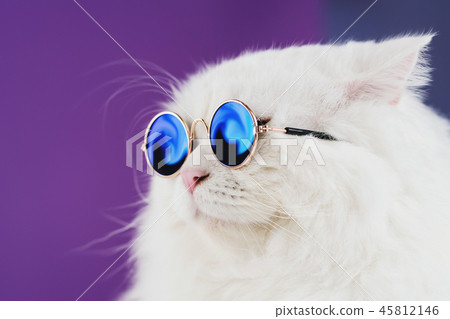 Close portrait of white furry cat in fashion sunglasses. Studio photo. Luxurious domestic kitty in Close portrait of white furry cat in fashion sunglasses. Studio photo. Luxurious domestic kitty in 45812146