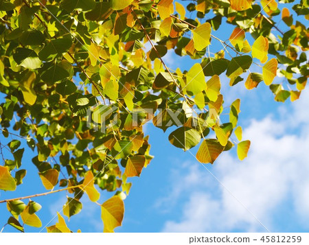 Nanjing yellows faint yellow leaves and autumn sky Nanjing yellows faint yellow leaves and autumn sky 45812259