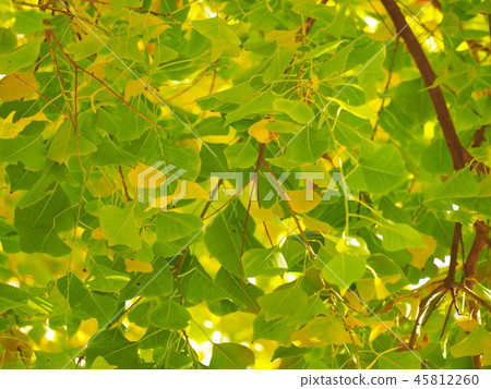 Backdrop of yellow and green leaves of the Nanjing goby Backdrop of yellow and green leaves of the Nanjing goby 45812260